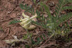 Tennessee milkvetch